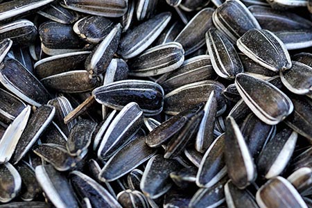 Confectionery Sunflower Seeds